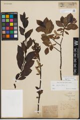 Foto von Salix phylicifolia L.